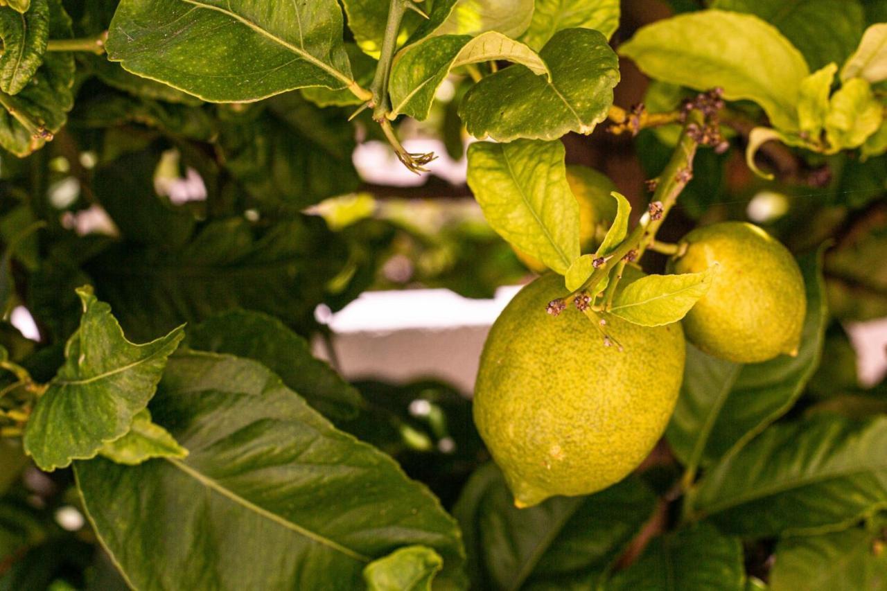 Lemon Tree Apartment Praia Da Luz Zewnętrze zdjęcie